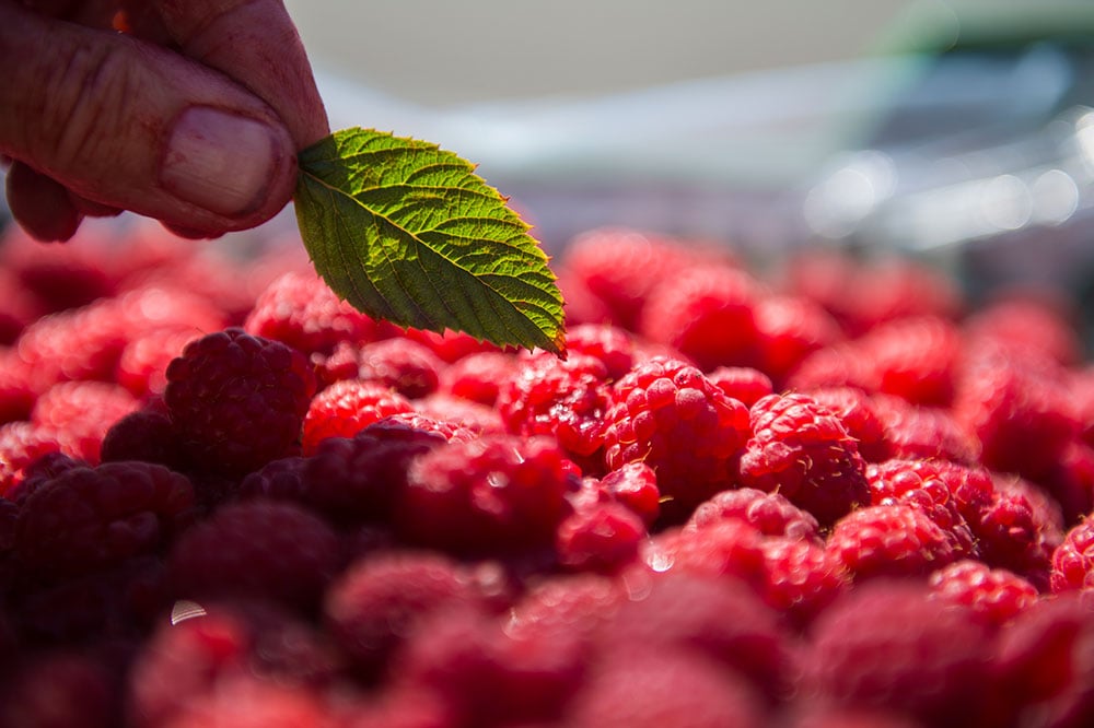 raspberry-C